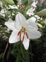 [1841 Marola No01.JPG]